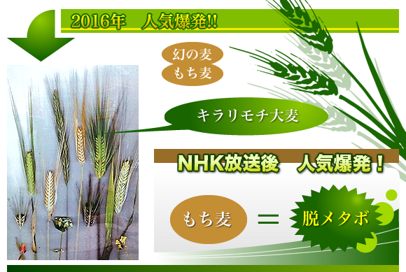 NHK放送後人気爆発。もち麦は脱メタボ